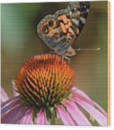 Butterfly On Coneflower 2 Wood Print