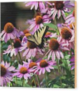 Butterfly On Coneflowers Wood Print