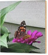 Butterfly On Gerbera Daisy Wood Print