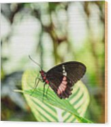 Butterfly On Leaf Wood Print