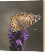 Butterfly In Solo Wood Print