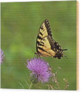 Butterfly On Thistle Wood Print