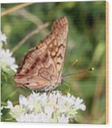 Butterfly On White Flowers Wood Print