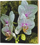Butterfly Orchids Wood Print