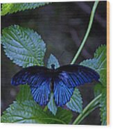 Butterfly Place Wood Print