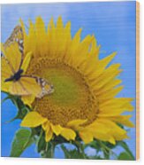 Butterfly Sunflower Wood Print