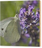 Cabbage White Butterfly Wood Print