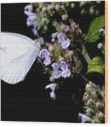 Cabbage White On Catnip Wood Print