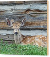 Cabin Fawn Wood Print