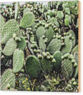 Cacti In El Charco Del Ingenio Wood Print