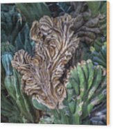 Cactus Abstract 5744-041018-1cr Wood Print