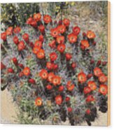 Cactus Bloom In Jtnp Wood Print