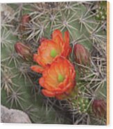 Cactus Blossoms Wood Print