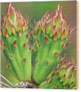 Cactus Buds H1857 Wood Print