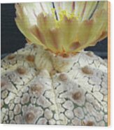 Cactus Flower 1 Wood Print