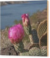 Cactus Flower Wood Print