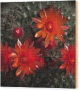 Cactus Red Flowers Wood Print