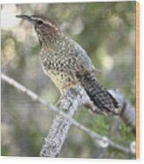 Cactus Wren Wood Print