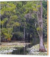 Caddo Lake Wood Print