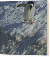 Cafeful Gentoo Penguin In Antarctica Wood Print