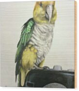 Caique Parrot Portrait Wood Print