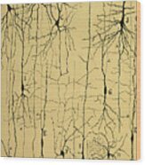 Cajal Drawing Of Microscopic Structure Of The Brain 1904 Wood Print