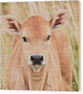 Calf In The High Grass Wood Print