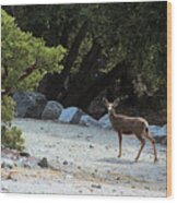 California Mule Deer Wood Print