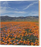 California Poppies Wood Print