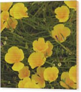 California Poppies Wood Print