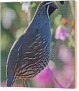 California Quail By Flowers Wood Print