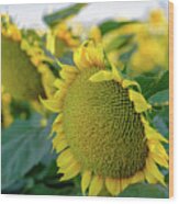 California Sunflowers Wood Print