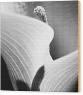 Calla Lily Wood Print