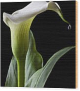 Calla Lily With Drip Wood Print