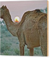 Camel Sunrise Wood Print