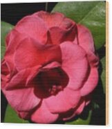 Camellia Bloom Wood Print