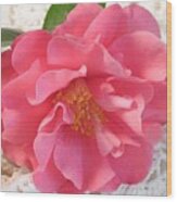 Camellia On Lace Wood Print