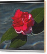 Camellia On Water Wood Print