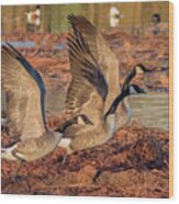 Canada Geese 1698-011918-2cr Wood Print