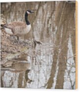 Canada Geese Reflection Wood Print