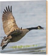 Canada Goose In Flight Wood Print