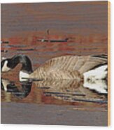 Canada Goose On Icy Pond Early Spring Wood Print