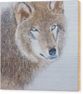 Canada Grey Wolf. Wood Print