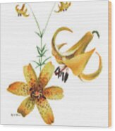 Canada Lily Composition Wood Print