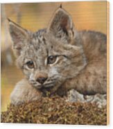 Canada Lynx Kitten 3 Wood Print