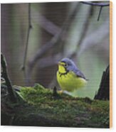 Canada Warbler Wood Print