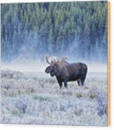 Moose In Canada Wood Print