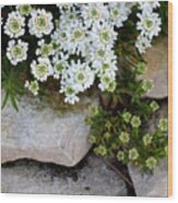 Candytuft On The Rocks Wood Print