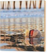 Cannonball Jellyfish Beached Wood Print