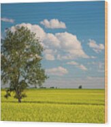 Canola Field In Prairies Wood Print